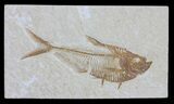 Diplomystus Fossil Fish - Wyoming #54288-1